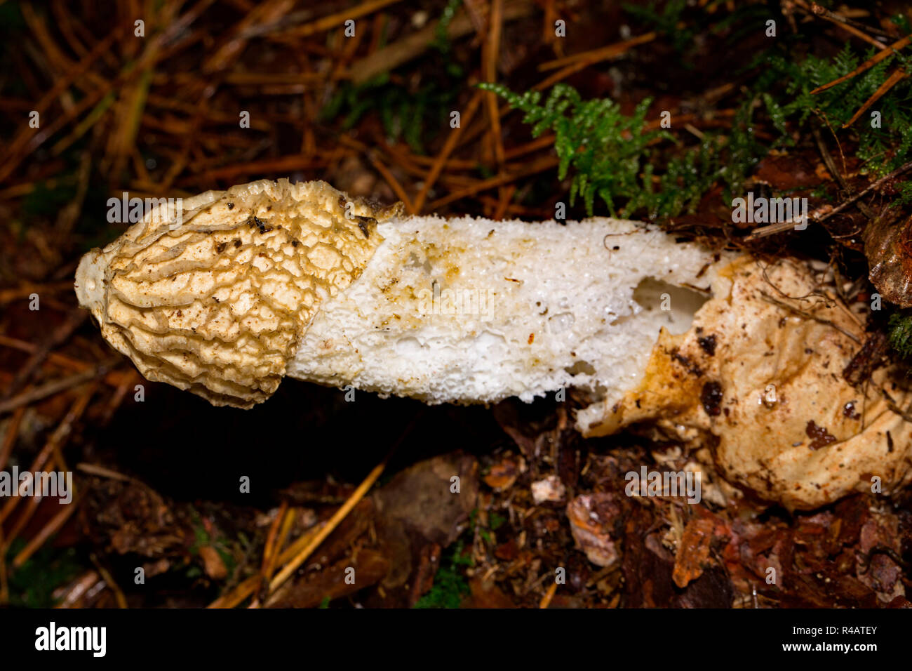 common stinkhorn, (Phallus impudicus) Stock Photo
