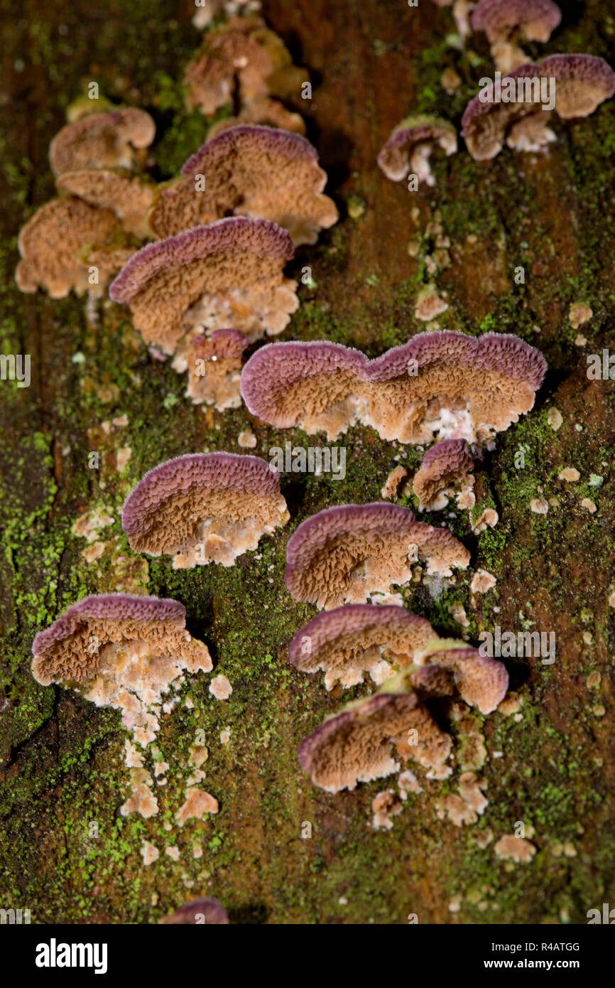fir bracket fungus, purplepore bracket, (Trichaptum abietinum) Stock Photo