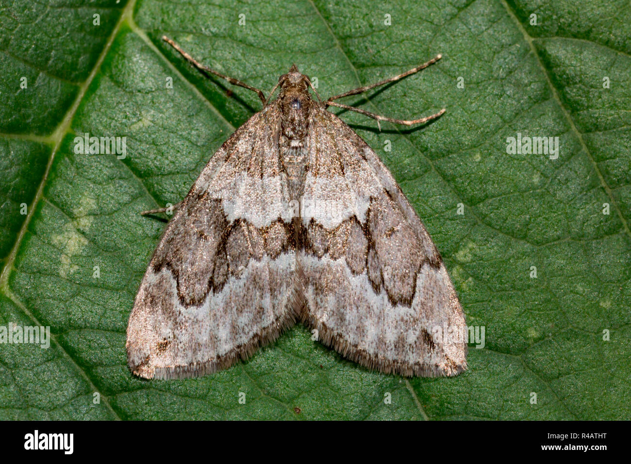 juniper carpet moth, (Thera juniperata) Stock Photo