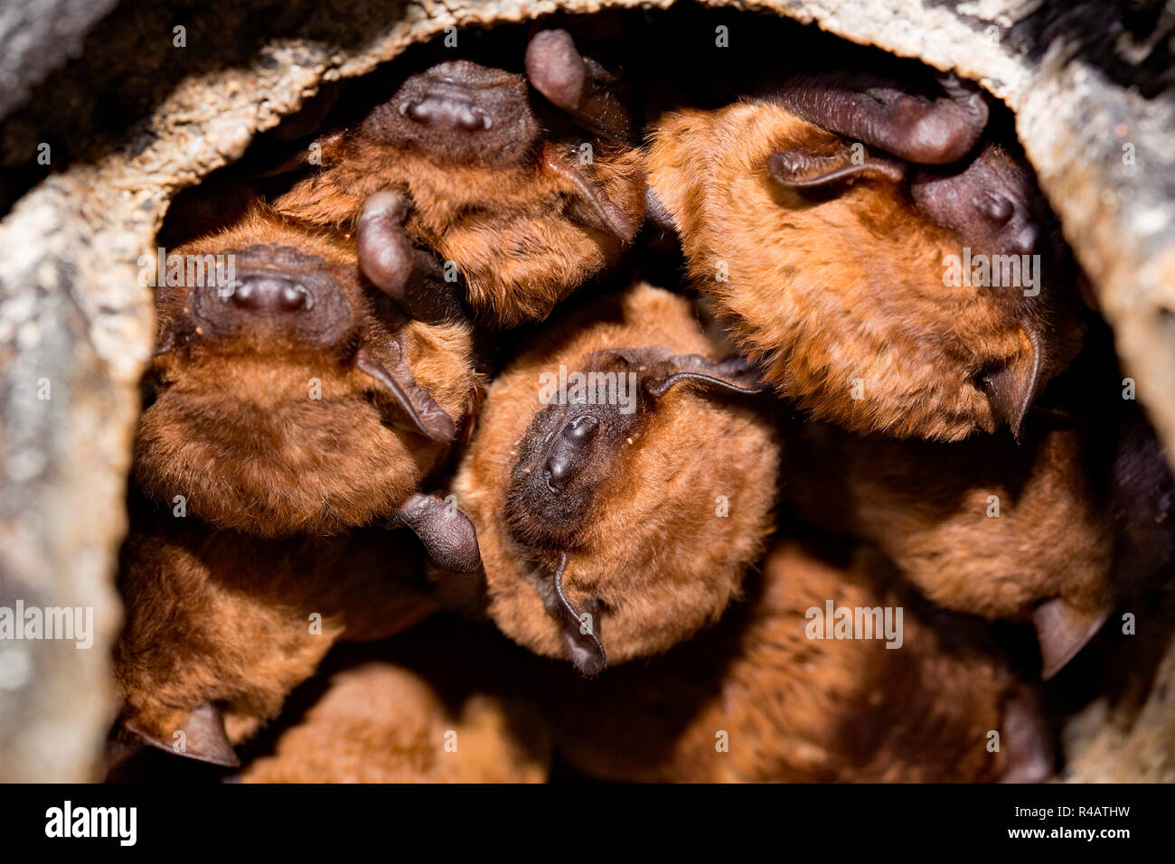 Bats nest hires stock photography and images Alamy