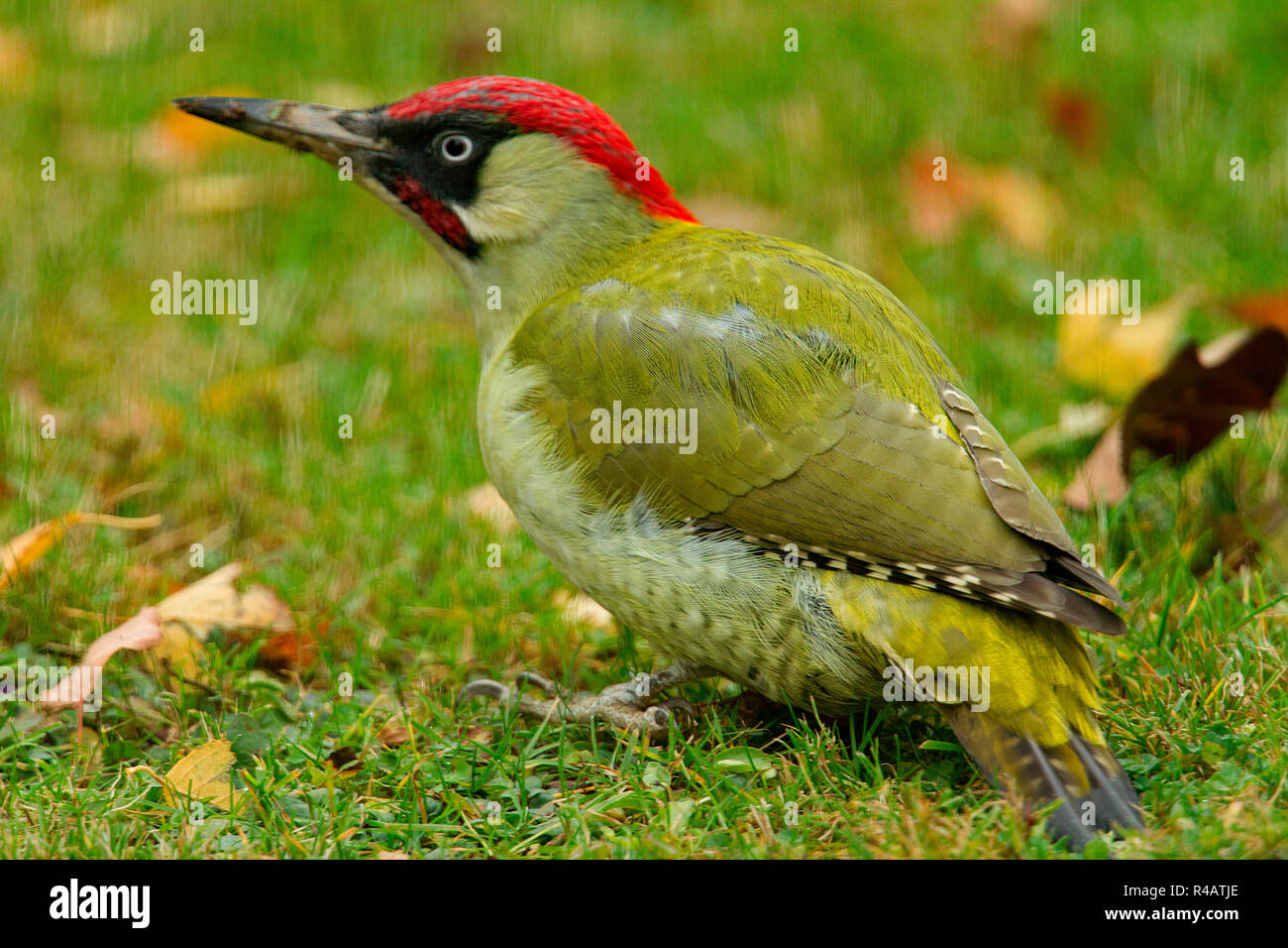 european green woodpecker, male, (Picus viridis) Stock Photo