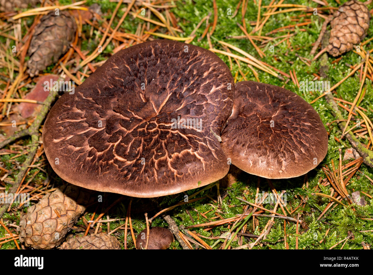 shingled hedgehog mushroom, (Sarcodon imbricatus) Stock Photo