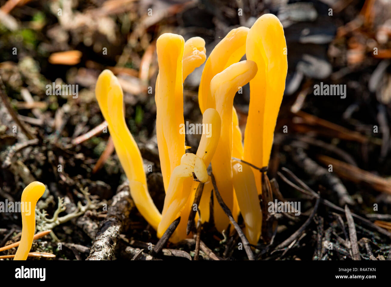 moor club fungus, (Clavaria argillacea) Stock Photo