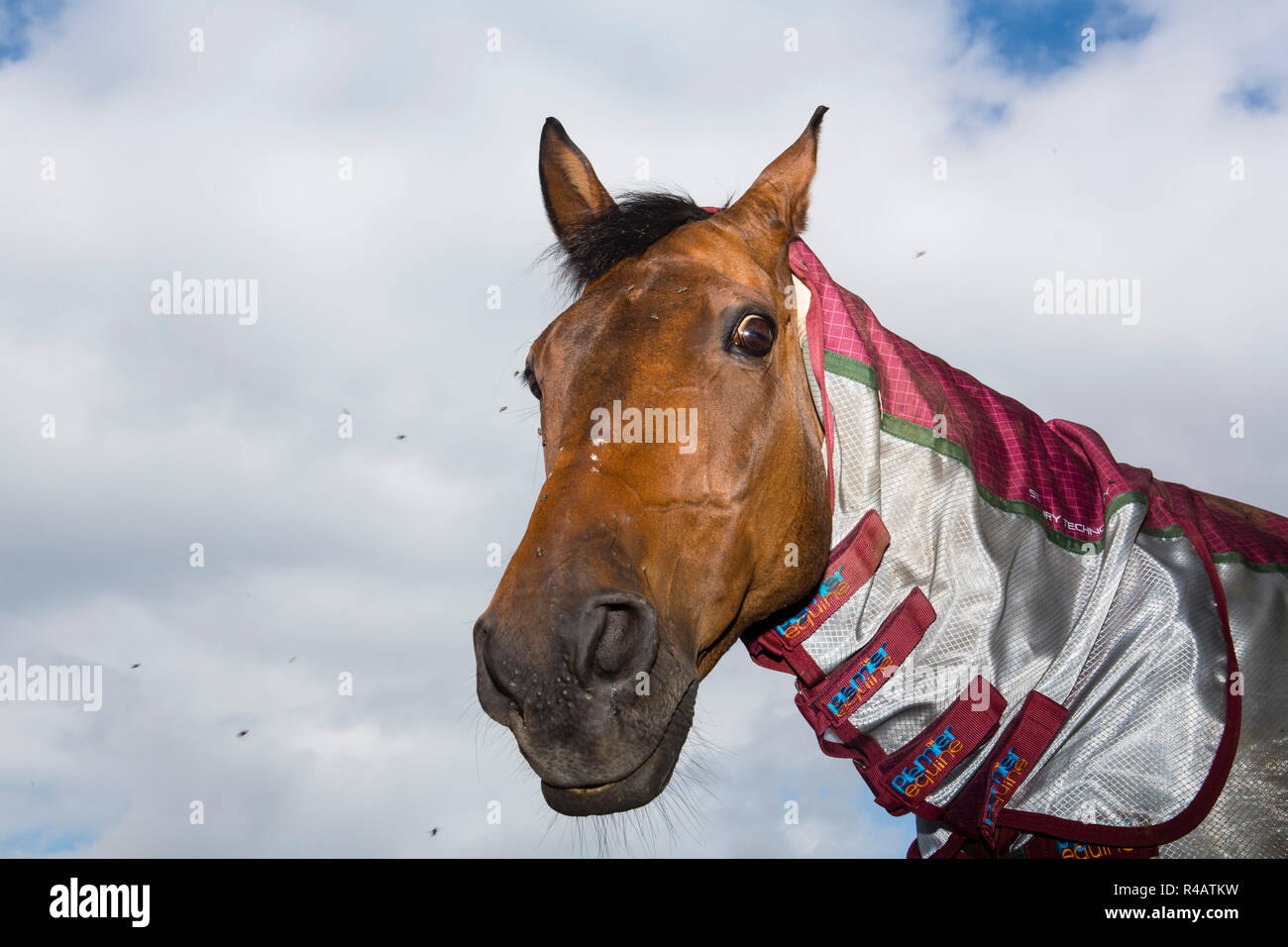 A horse in a field wearing a protective jacket. Stock Photo