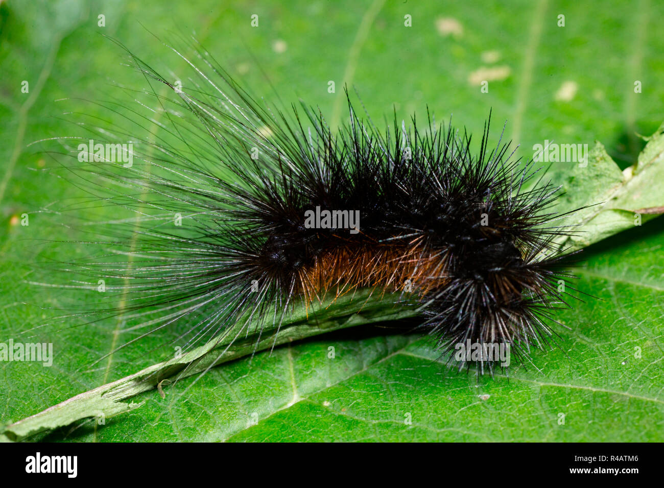 Tiger moth caterpillar hires stock photography and images Alamy