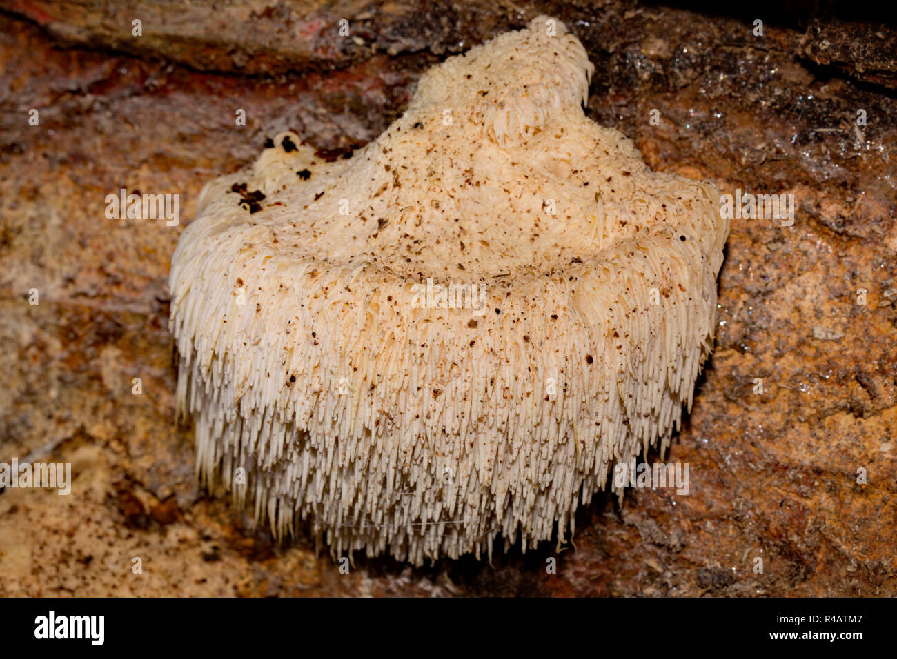 bearded tooth mushroom, (Hericium erinaceus) Stock Photo