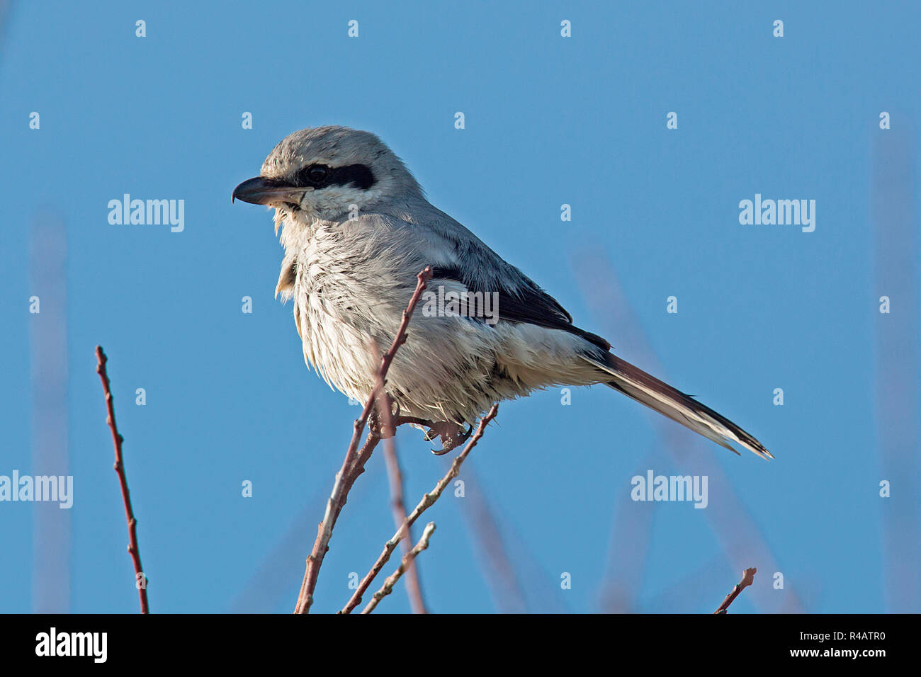 great grey shrike, (Lanius excubitor Stock Photo - Alamy