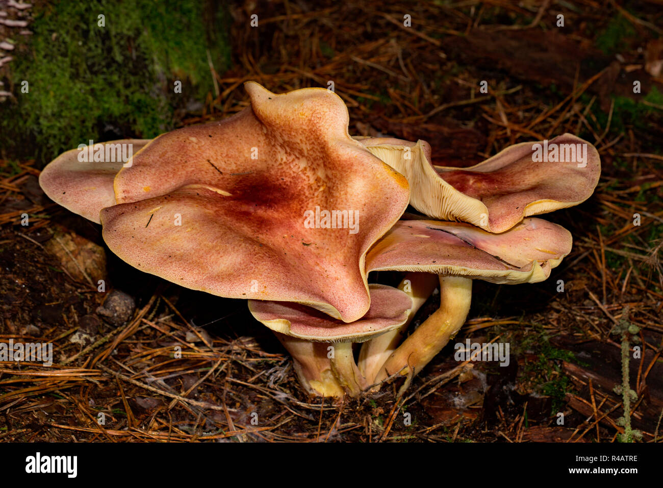Plums and custard mushroom hires stock photography and images Alamy