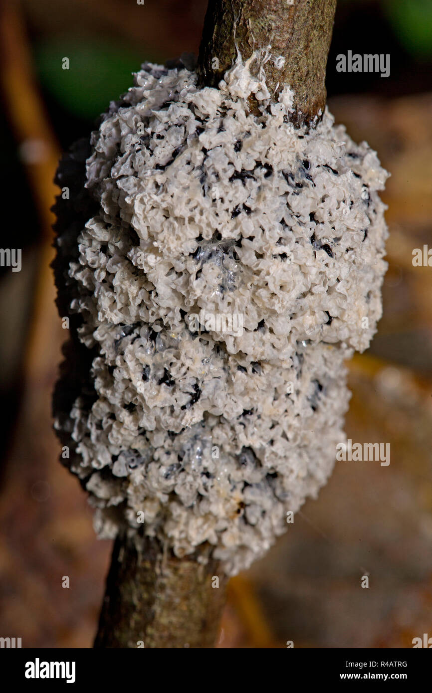 slime fungus, (Mucilago crustacea) Stock Photo