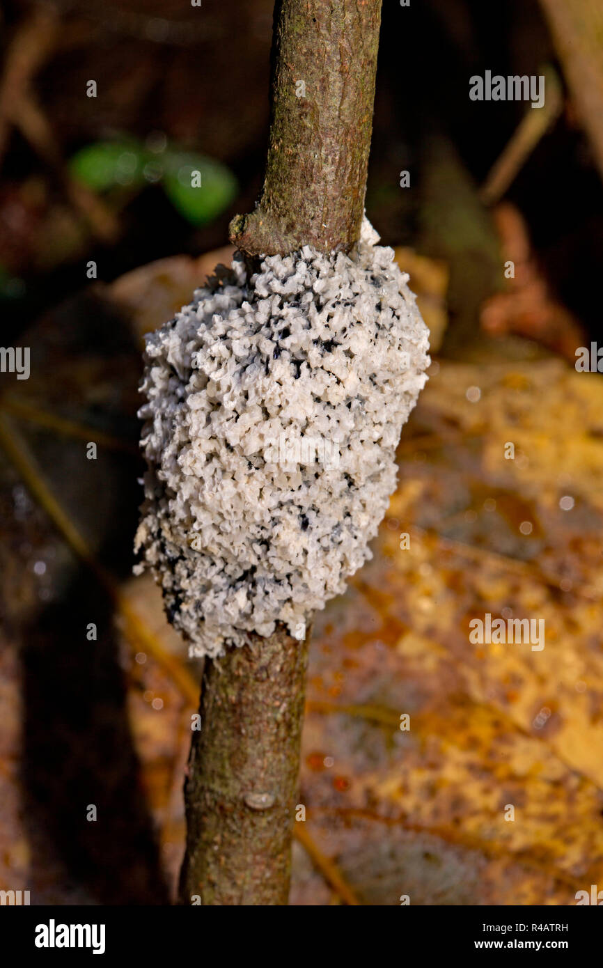slime fungus, (Mucilago crustacea) Stock Photo