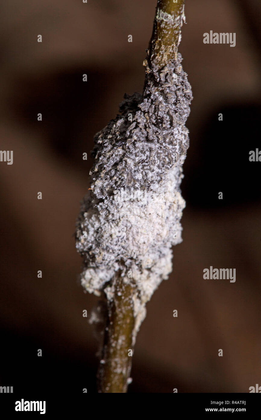 slime fungus, (Mucilago crustacea) Stock Photo