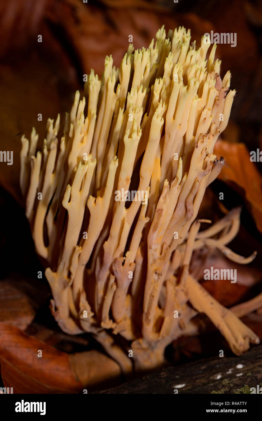 strict-branch coral, (Ramaria stricta) Stock Photo