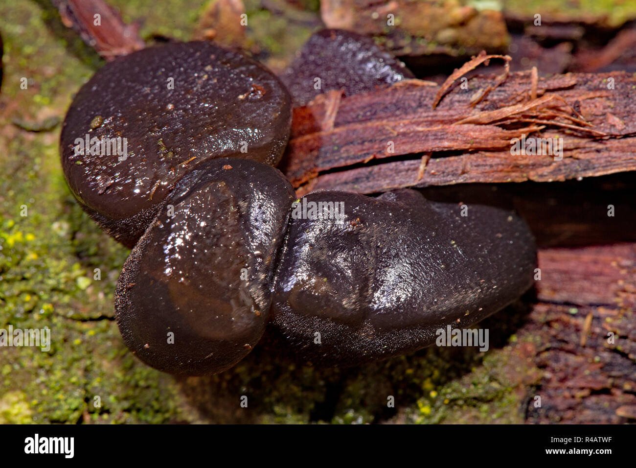 black witches' butter, (Exidia glandulosa) Stock Photo