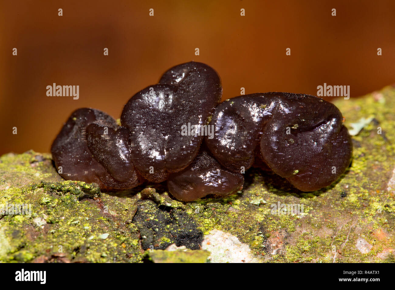 black witches' butter, (Exidia glandulosa) Stock Photo