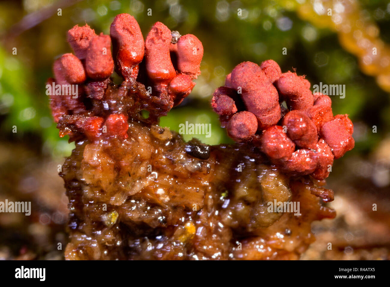 slime fungus, (Arcyria affinis) Stock Photo