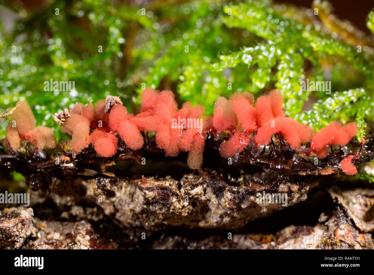 carnival candy slime mold, (Arcyria denudata) Stock Photo