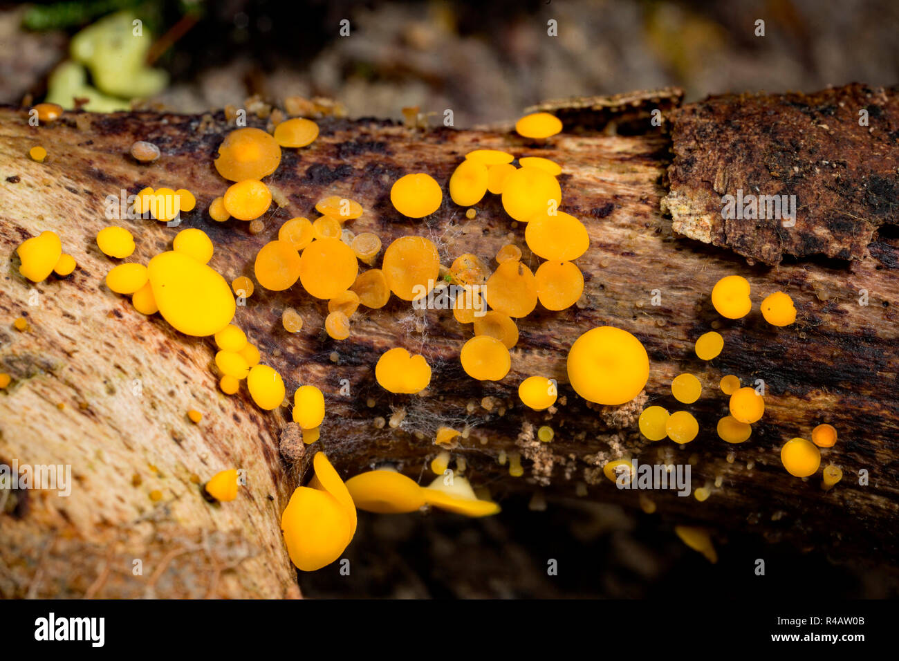 yellow fairy cups, (Bisporella citrina) Stock Photo