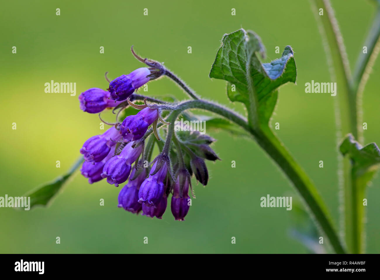 Common Comfrey, Germany, Europe, (Symphytum officinale) Stock Photo