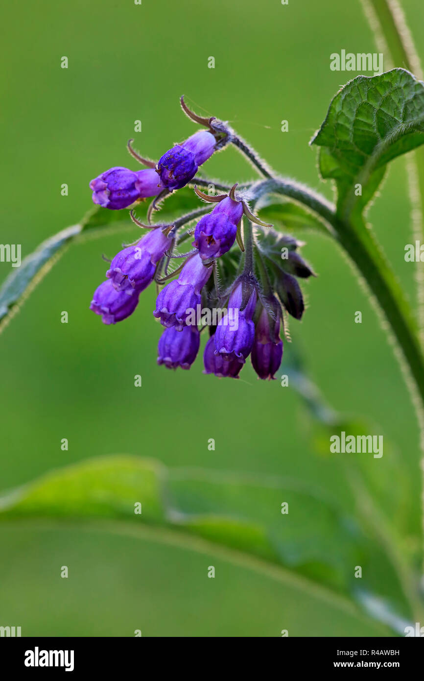 Common Comfrey, Germany, Europe, (Symphytum officinale) Stock Photo