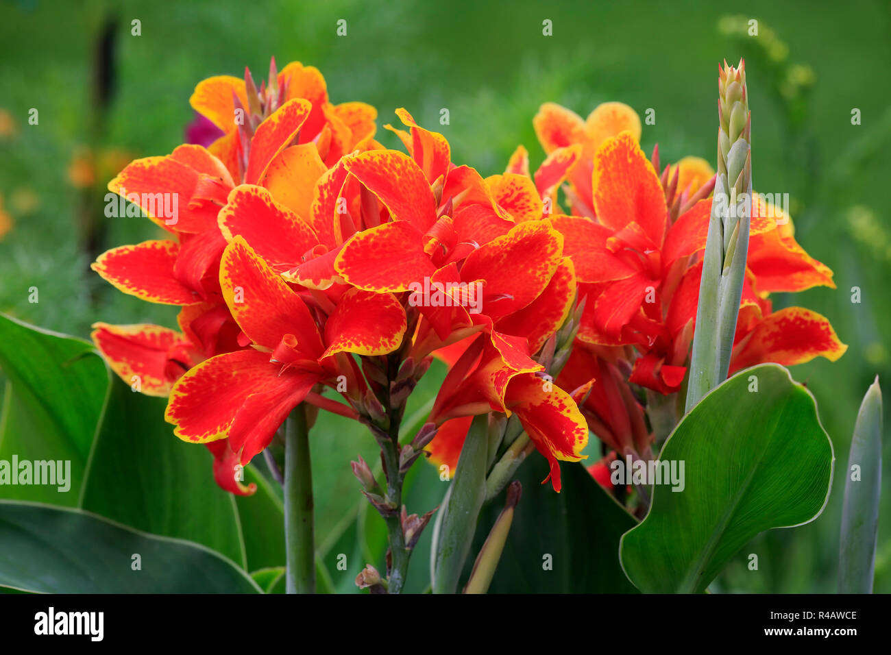 Indian shot, blooming, Germany, Europe, (Canna indica) Stock Photo