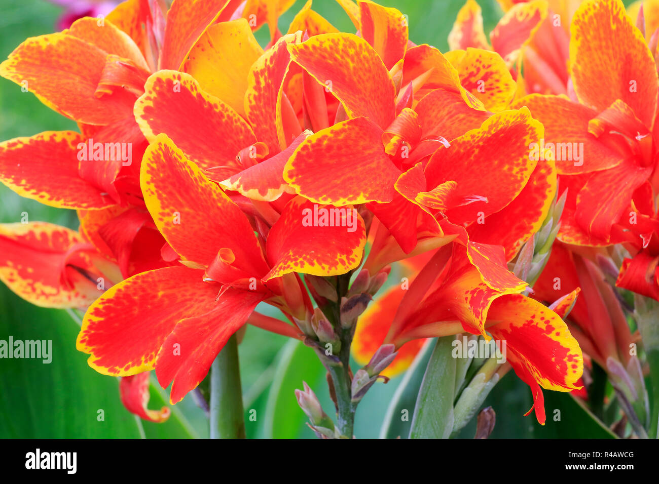 Indian shot, blooming, Germany, Europe, (Canna indica) Stock Photo