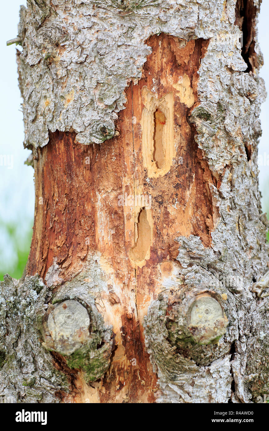 Great spotted woodpecker, destroyed tree, Germany, Europe, (Dendrocopos major) Stock Photo