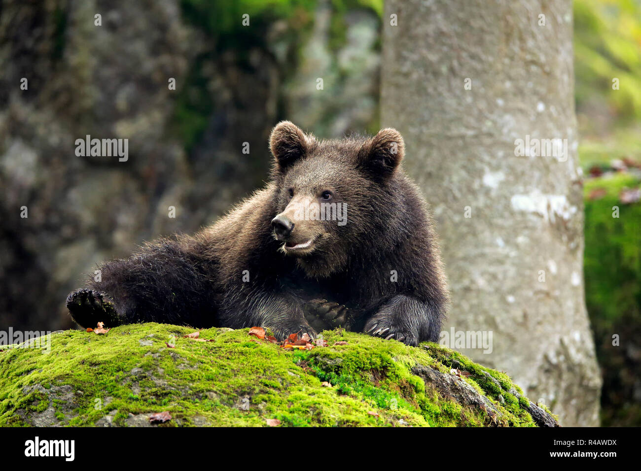 Eurasian brown bear, young in autumn resting, Bavarian Forest National Park, Germany, Europe, (Ursus arctos arctos) Stock Photo