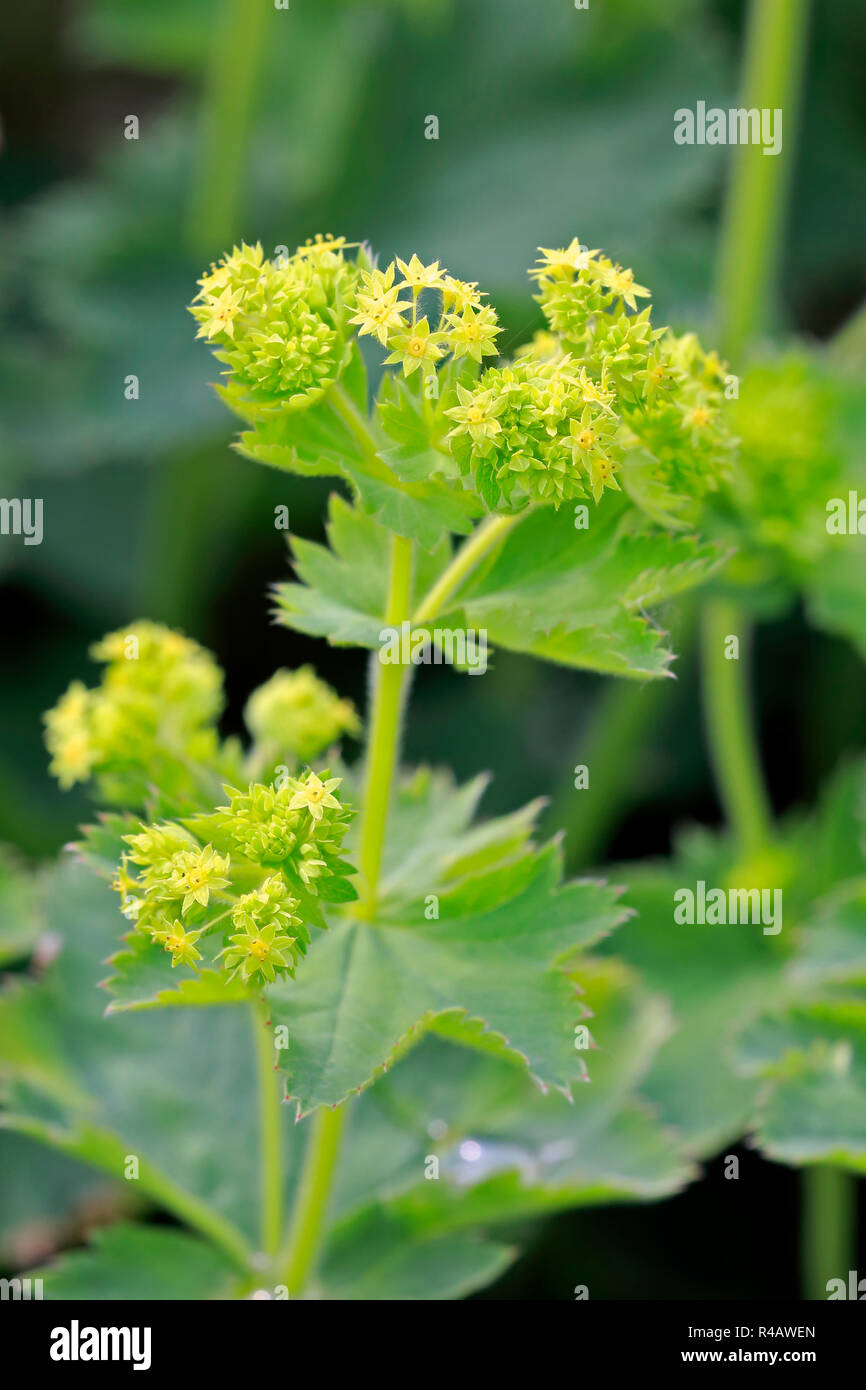 Lady's Mantle, Germany, Europe, (Alchemilla mollis) Stock Photo