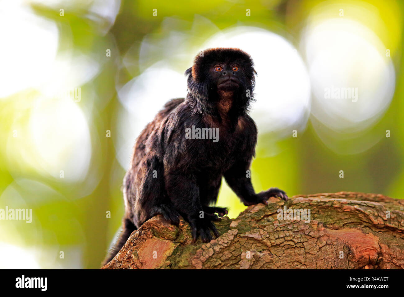 Goeldi's marmoset, adult, South America, (Callimico goeldii) Stock Photo