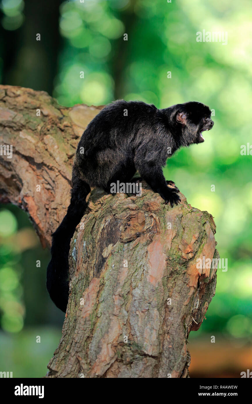 Goeldi's marmoset, adult calling, South America, (Callimico goeldii) Stock Photo
