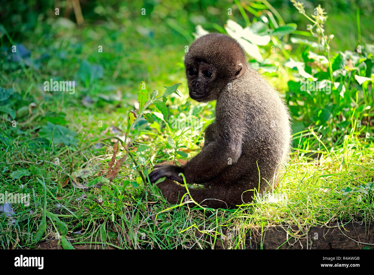 Grey Woolly Monkey, young, South America, (Lagothrix lagothricha cana