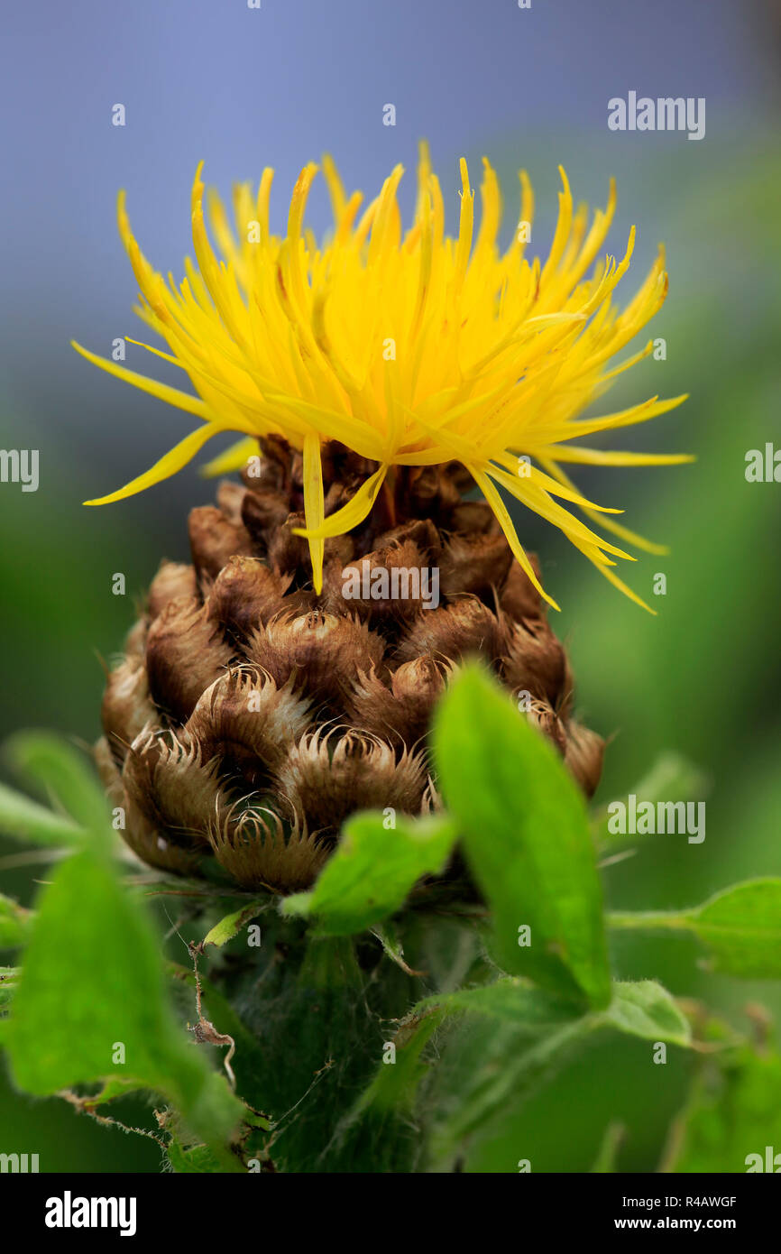 armenian-basket-flower-germany-europe-centaurea-macrocephala-stock