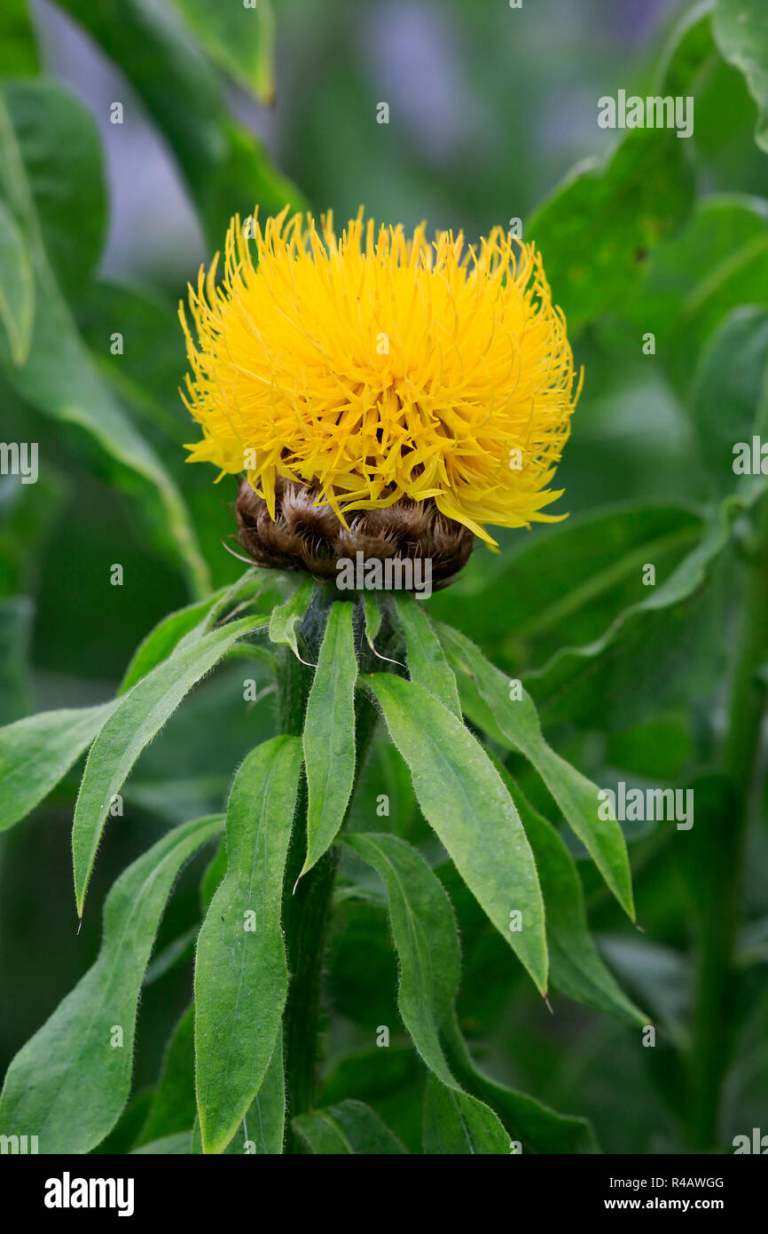 Armenian Basket Flower, Germany, Europe, (Centaurea macrocephala) Stock Photo