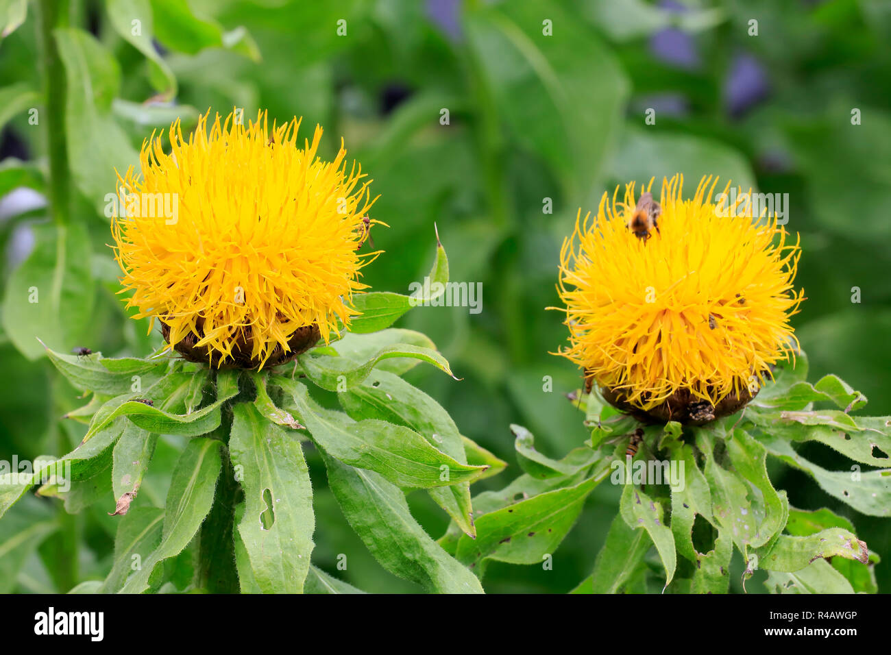 Armenian Basket Flower, Germany, Europe, (Centaurea macrocephala) Stock Photo