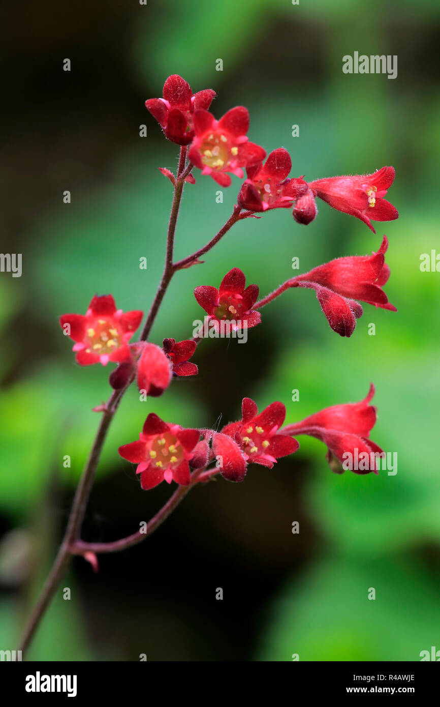 Coral Bells, blooming, Germany, Europe, (Heuchera) Stock Photo