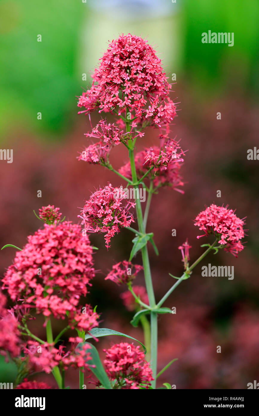 Red valerian, Germany, Europe, (Centranthus ruber) Stock Photo