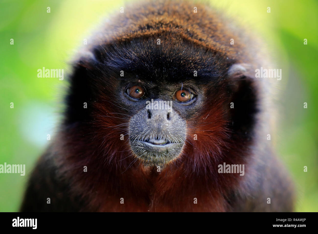 Red titi monkey, adult, South America, (Callicebus cupreus) Stock Photo