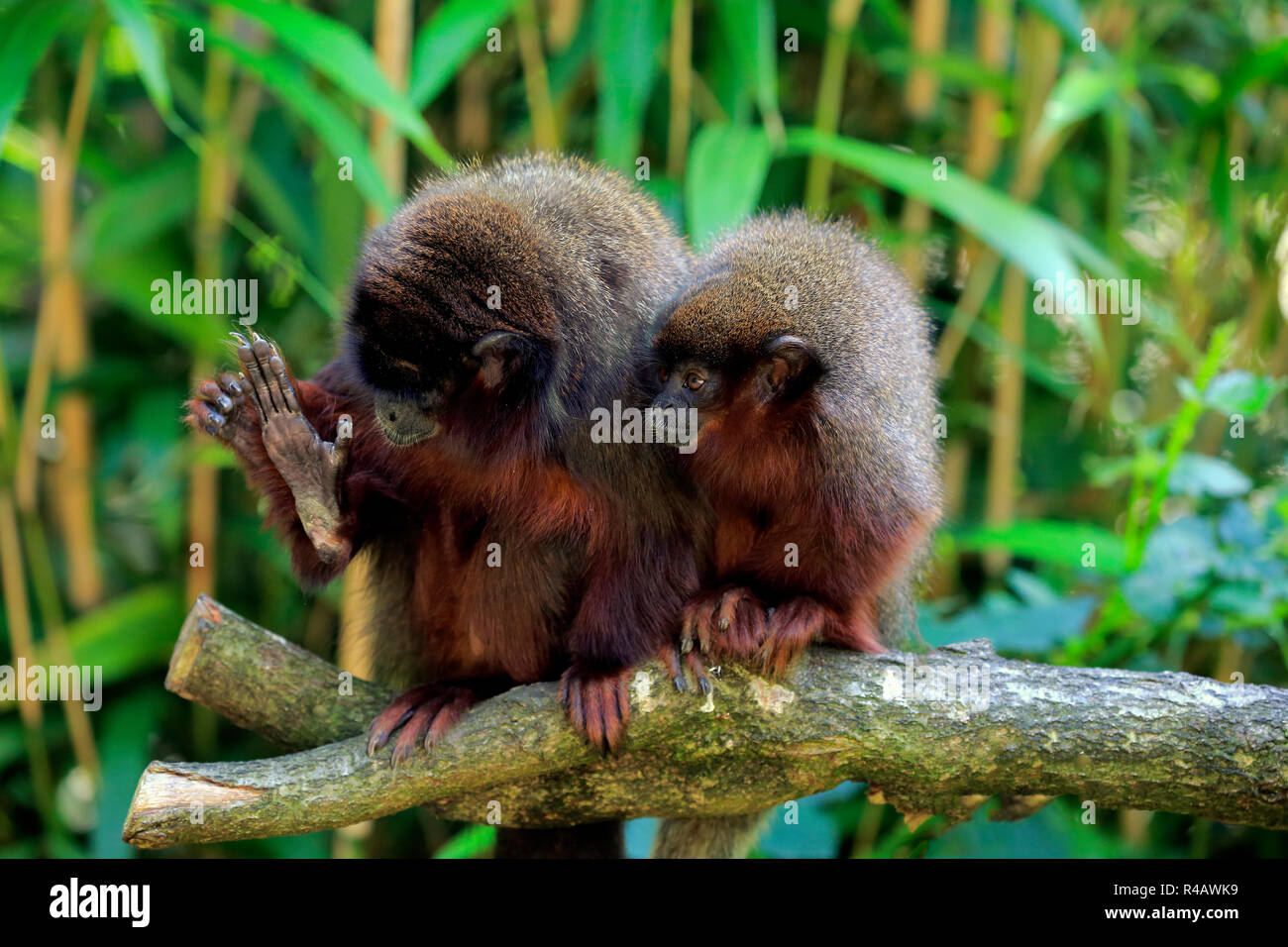 Dusky titi monkey, adult with subadult, South America, (Callicebus cupreus) Stock Photo