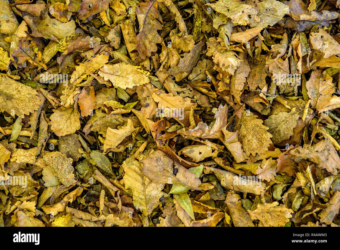 Carpet dry oak leaves hi-res stock photography and images - Alamy