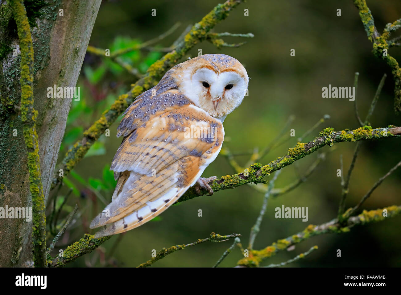 Barn Owl, adult, Kasselburg, Eifel, Germany, Europe, (Tyto alba) Stock Photo