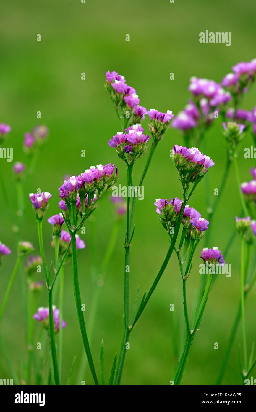 Limonium, Germany, Europe, (Limonium) Stock Photo