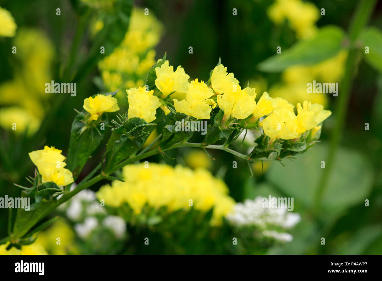 Limonium, Germany, Europe, (Limonium) Stock Photo