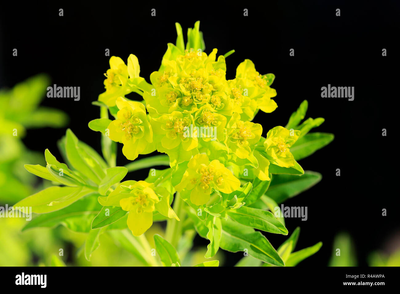 Swamp Spurge, Germany, Europe, (Euphorbia palustris) Stock Photo