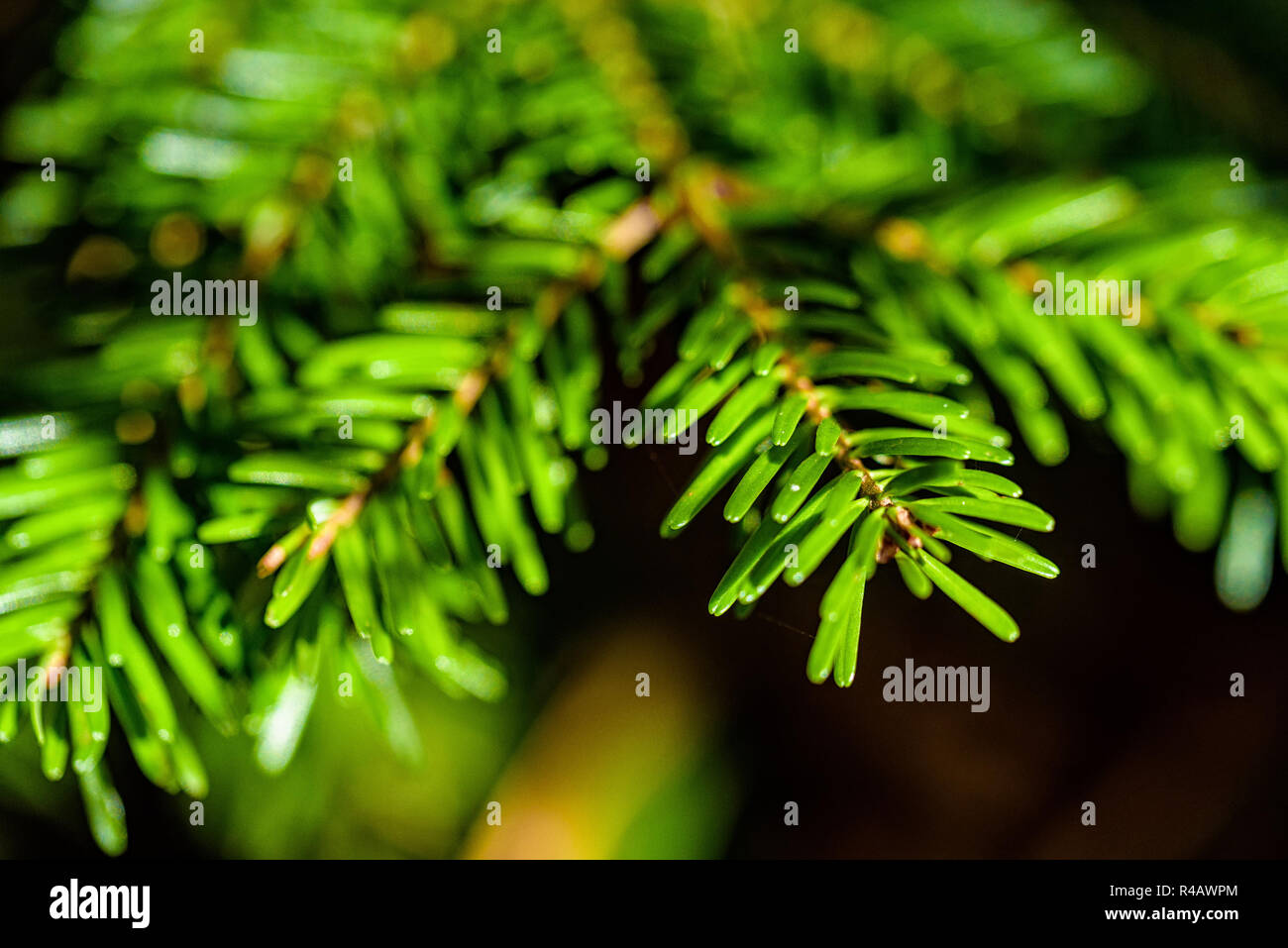 Fir tree branches close up for natural background Stock Photo - Alamy