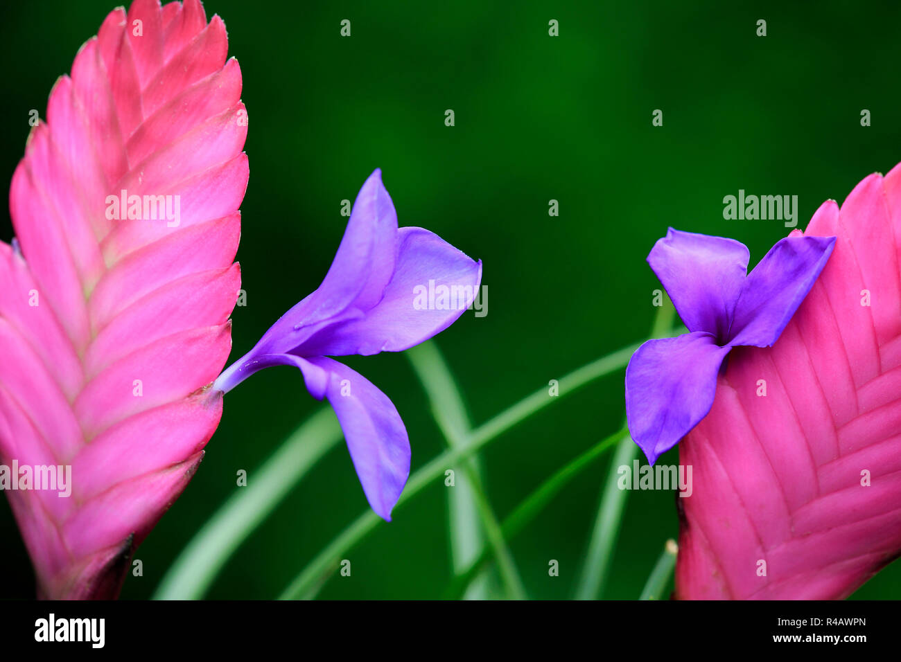 Tillandsia, Germany, Europe, (tillandsia cyanea) Stock Photo