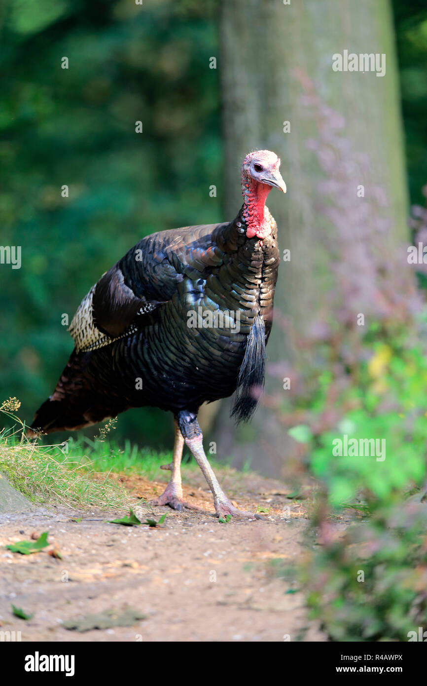 Wild Turkey, adult male, Germany, Europe, (Meleagris gallopavo) Stock Photo