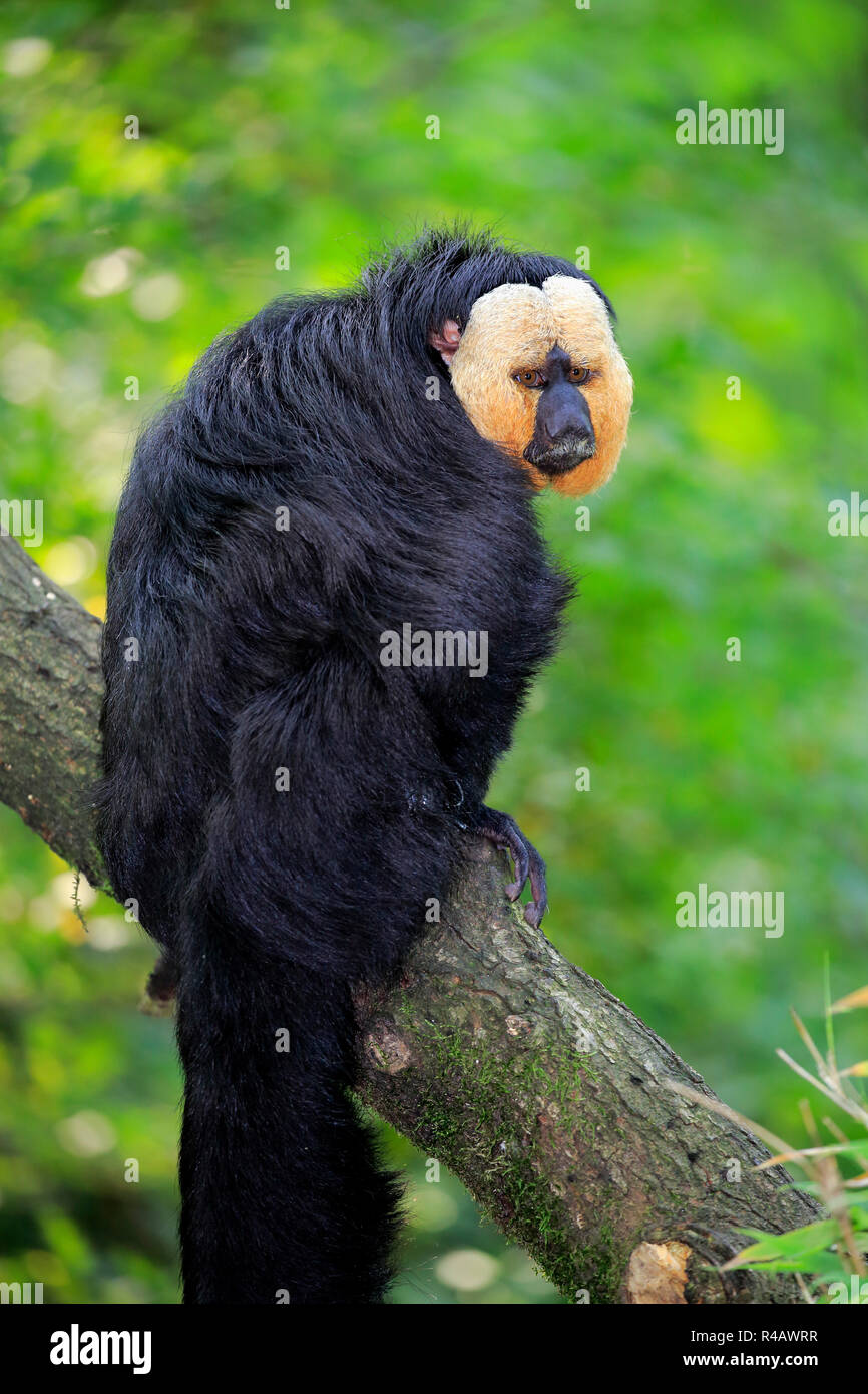 White-Headed Saki, adult male, South America, (Pithecia pithecia) Stock Photo