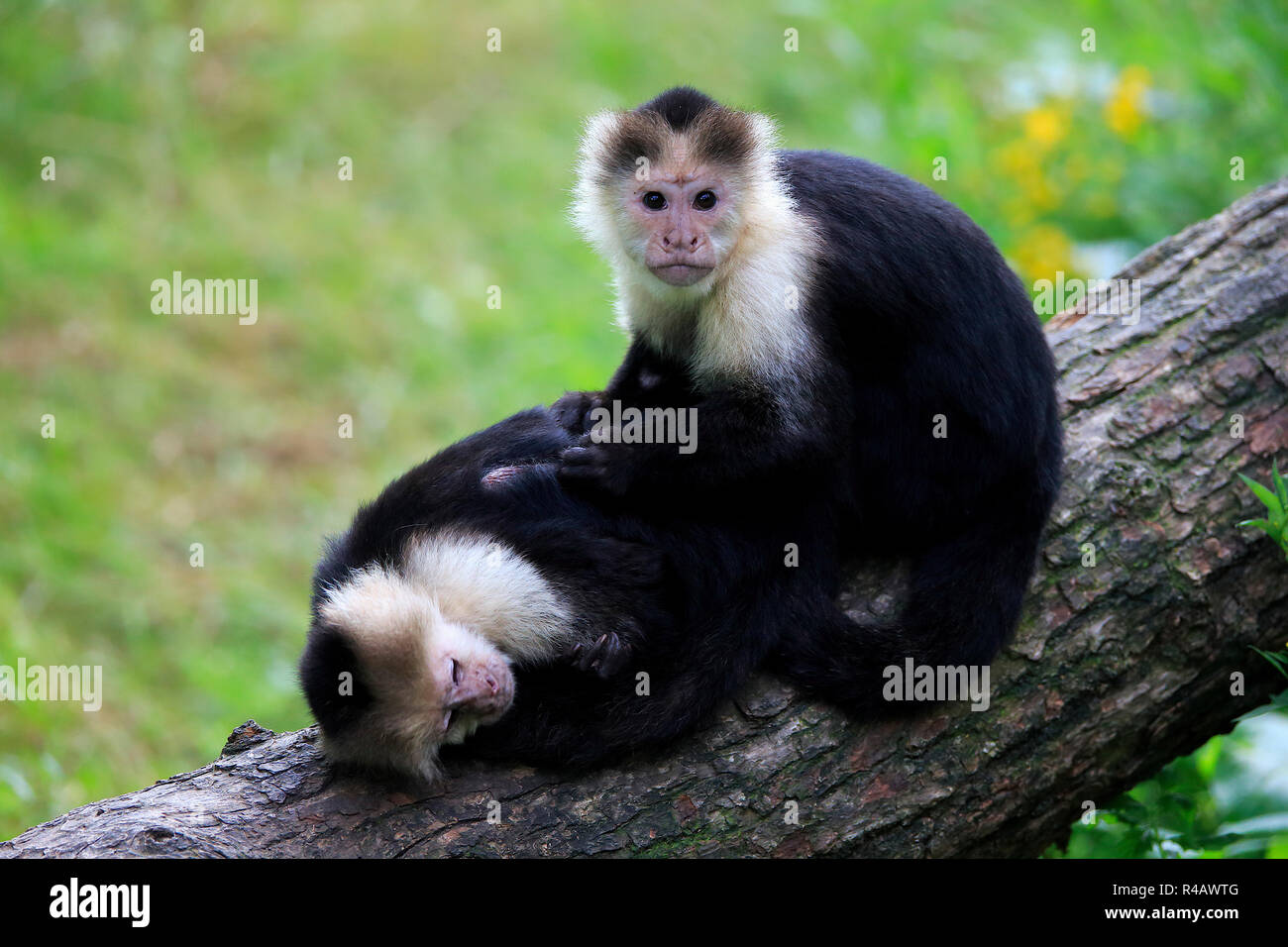 White Headed Capuchin, adult couple, South America, (Cebus capucinus) Stock Photo