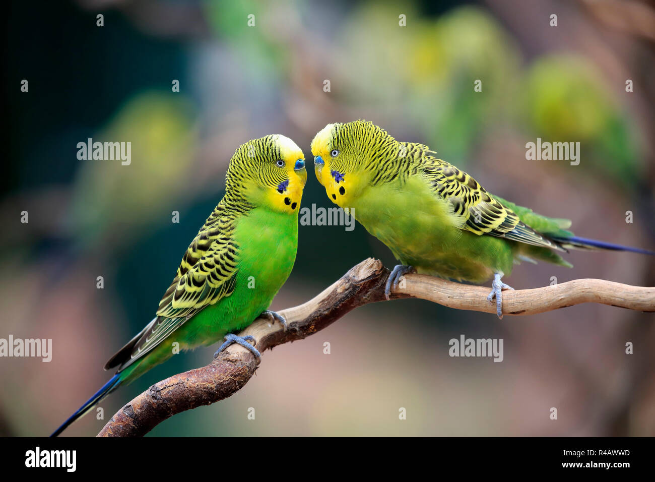 Budgies Hi Res Stock Photography And Images Alamy