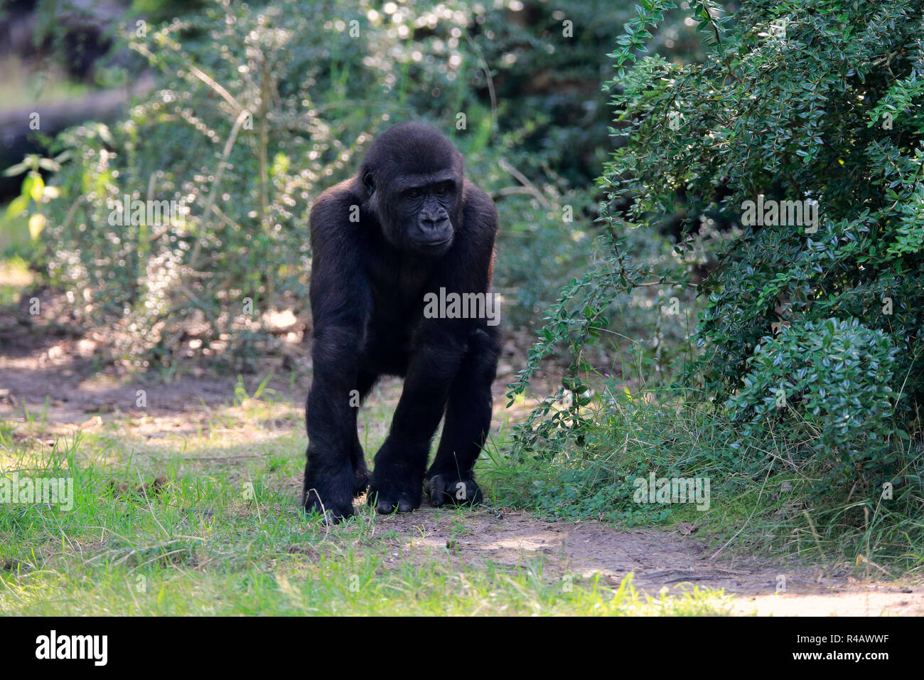 Western Lowland Gorilla, young, Africa, (Gorilla gorilla gorilla) Stock Photo